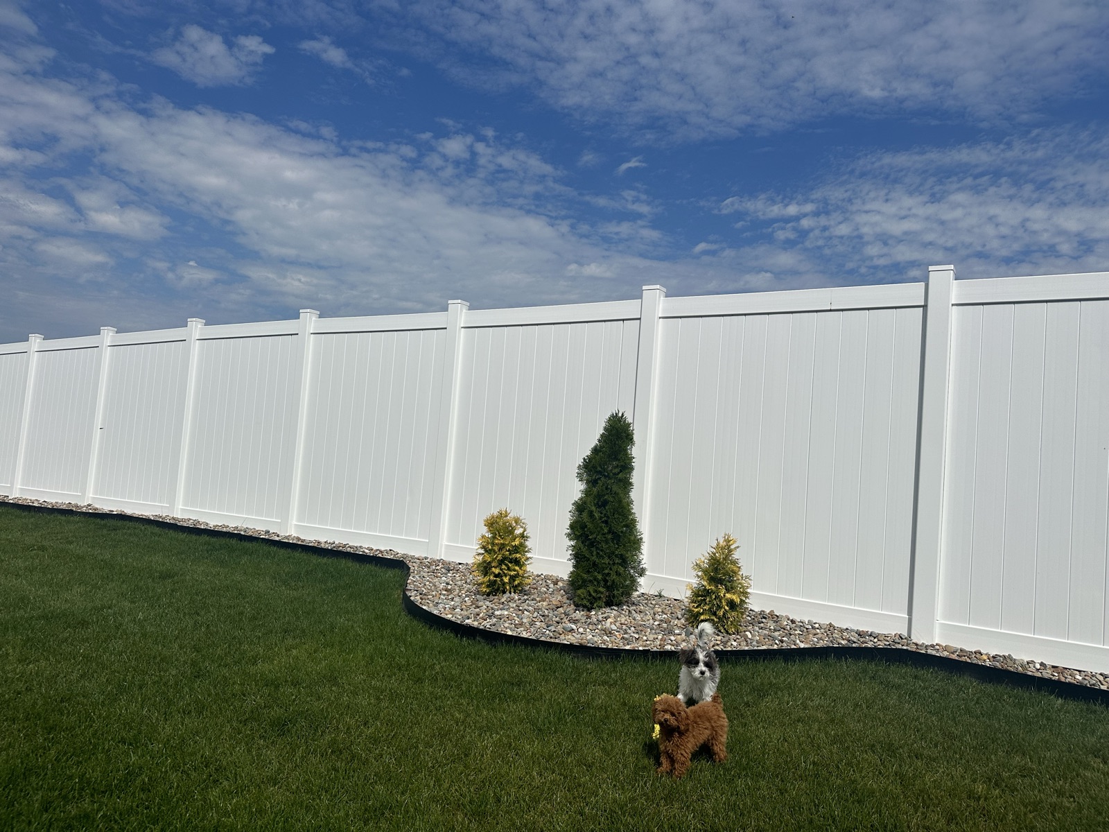 Two small dogs playing inside a 6-foot white vinyl privacy fence in a Warsaw back yard